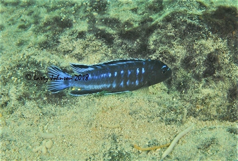 Pseudotropheus perileucos 'Mitande Reef'